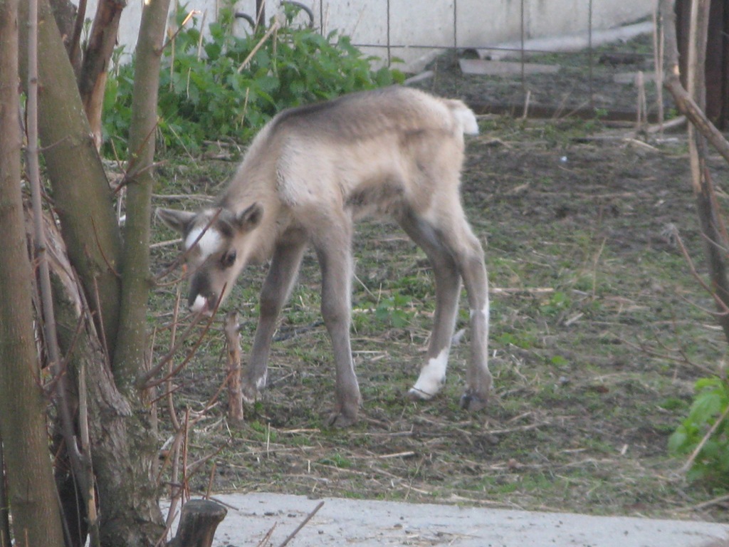 Впервые за шесть лет в зоопарке родился северный олень