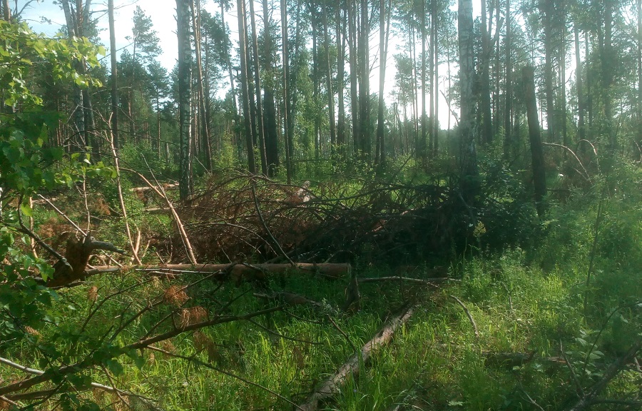 Прокуратура требует возбудить уголовное дело после вырубки деревьев возле Кузовлевского тракта