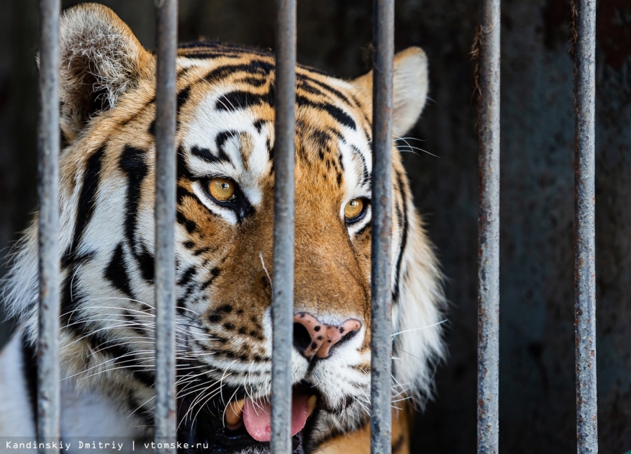 Амурский тигр Лотос умер в северском зоопарке в возрасте 17 лет