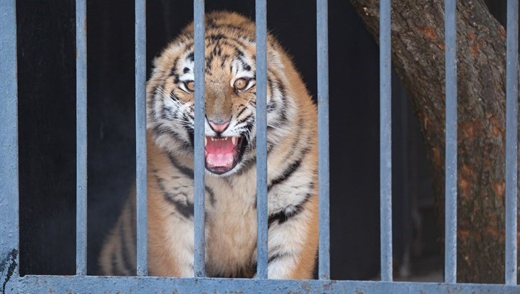 Амурский тигренок Зевс переехал в зоопарк Северска из Барнаула