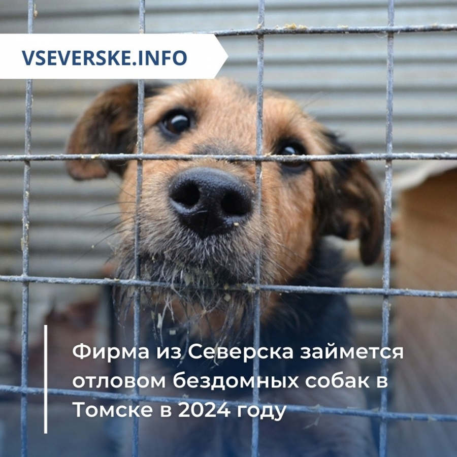 Фирма из Северска займется отловом бездомных собак в Томске в 2024 году